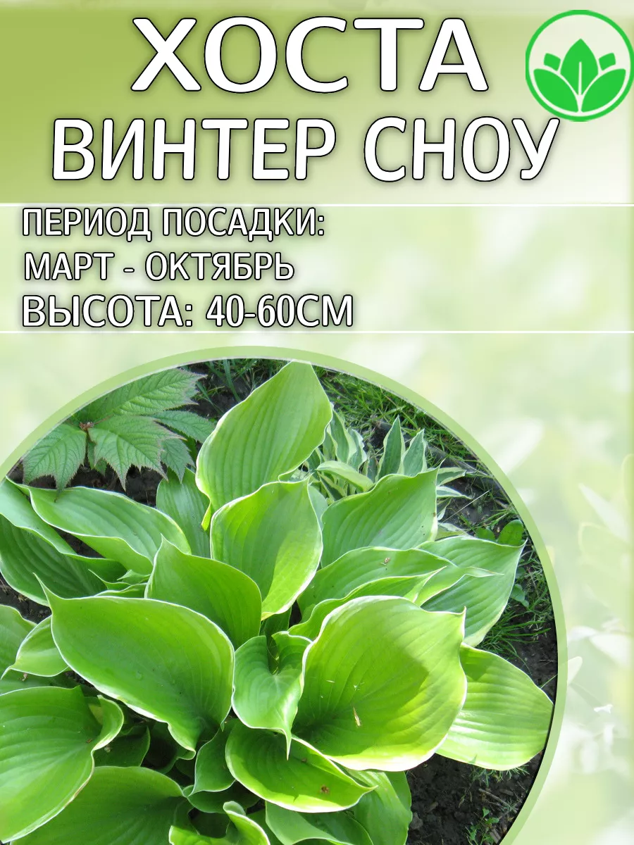 Саженцы Хосты Винтер Сноу