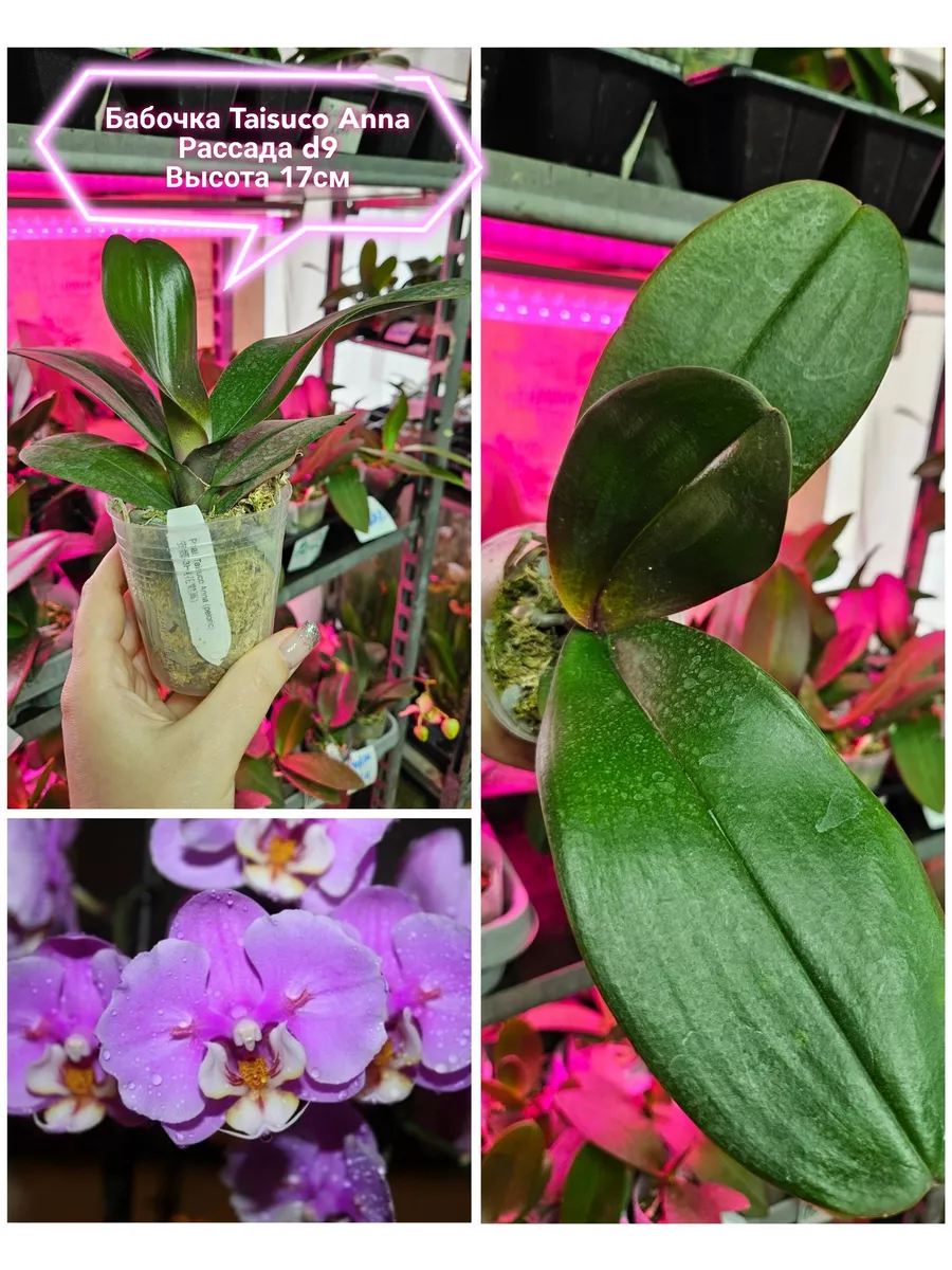 Уфаның транссексуалдары