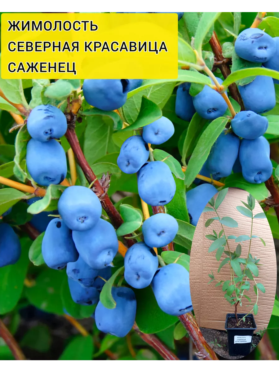 Жимолость съедобная бореалис. Жимолость бореал. Жимолость джайнтс харт. Жимолость волхова куст. Жимолость бореал близзард.