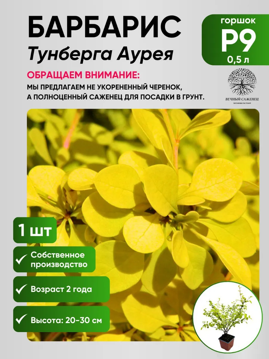 Барбарис тунберга Ауреа