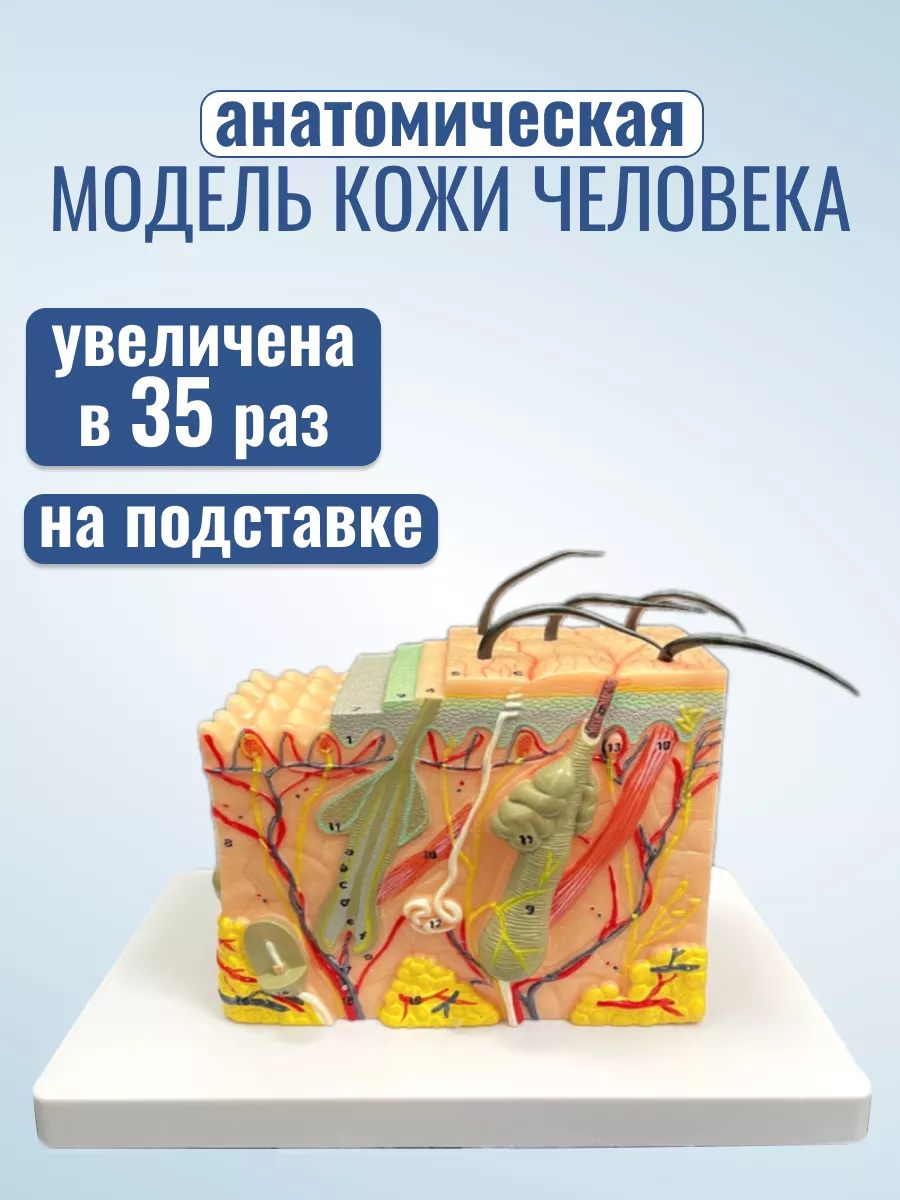 Анатомическая модель кожи человека