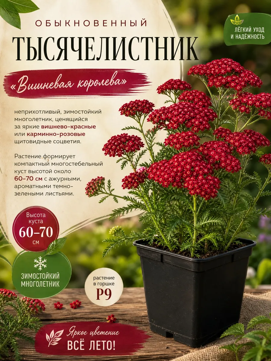 Тысячелистник Вишневый саженец многолетний