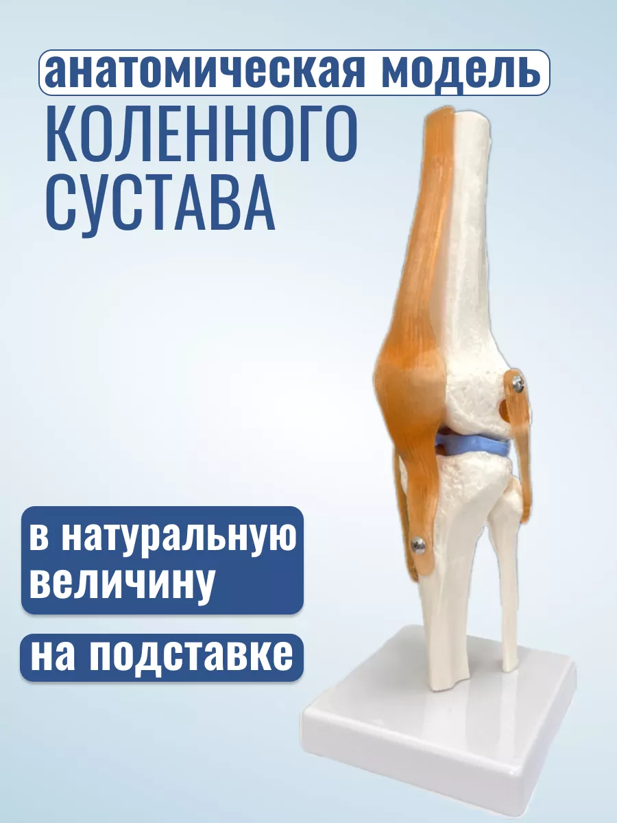 Анатомическая модель коленного сустава человека