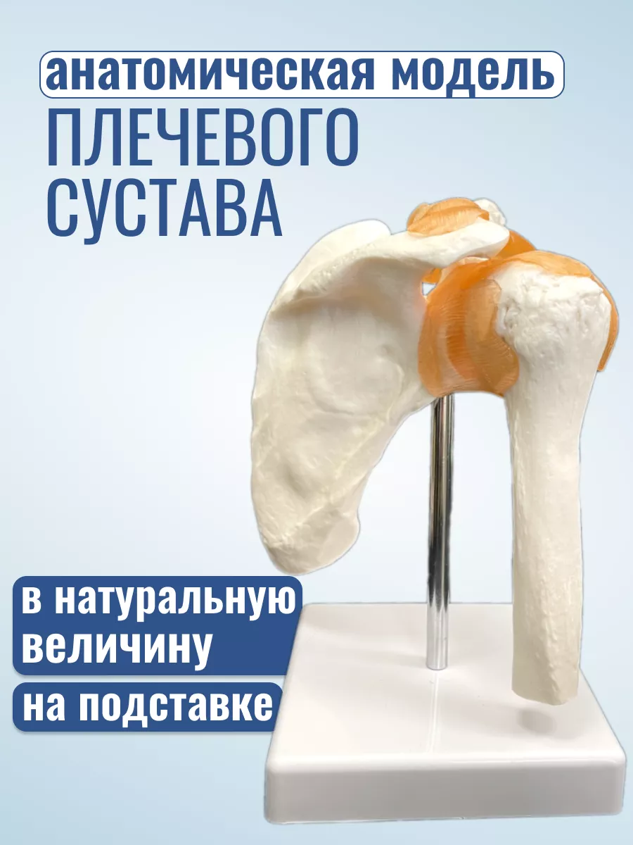 Анатомическая модель плечевого сустава человека