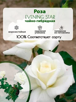 Роза Evening Star чайно-гибридная горшок С3