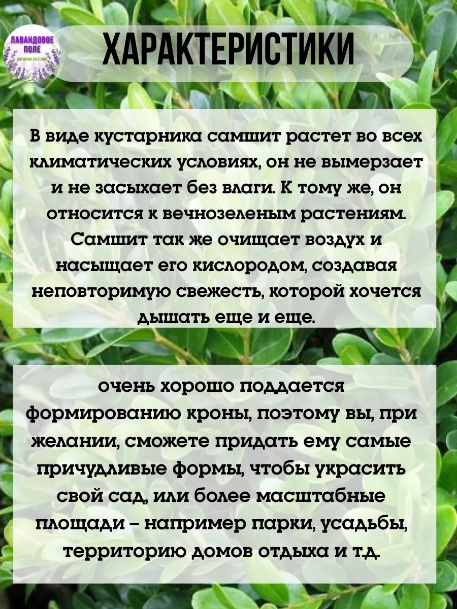 саженец самшита 6 шт (вечнозеленый кустарник) живая изгородь Питомник  Лавандовое поле 230901484 купить за 1 944 ₽ в интернет-магазине Wildberries