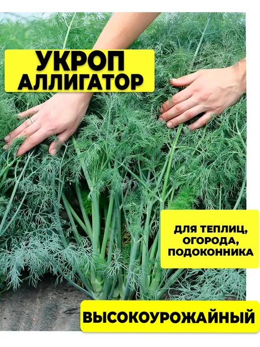 ГАВРИШ Семена укроп аллигатор, вариант