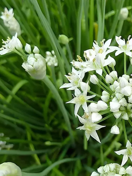 ПОИСК Семена Лук душистый Каприз, вариант, фото 3
