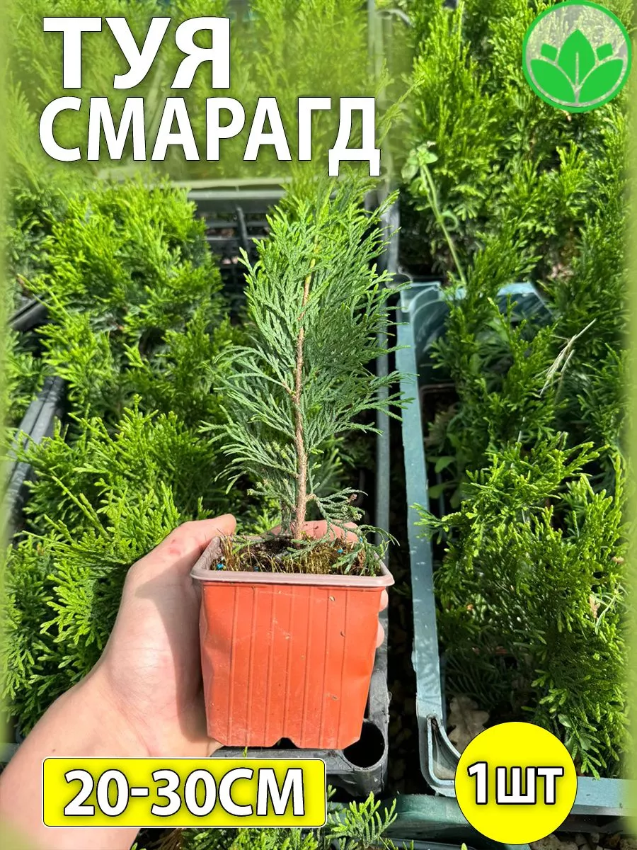Туя Смарагд...