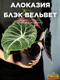 Алоказия Блэк Вельвет (Alocasia Black Velvet) D11см