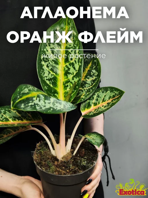 Exotica Аглаонема Оранж Флейм (Aglaonema Orange Flame) D12см