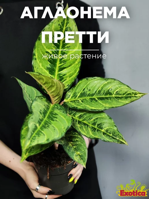 Exotica Аглаонема Шартрез Претти (Aglaonema Chartreuse Pretty) D12см