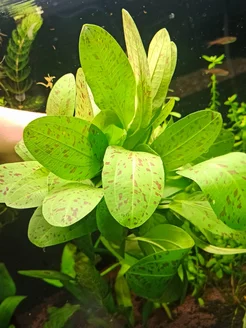 Эхинодорус Оцелот 1 куст.Живые растения для аквариума Aqua_Plants 231735526 купить за 346 ₽ в интернет-магазине Wildberries
