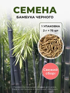 Семена Бамбука черного комнатного, 75 шт Желуди 231904119 купить за 487 ₽ в интернет-магазине Wildberries