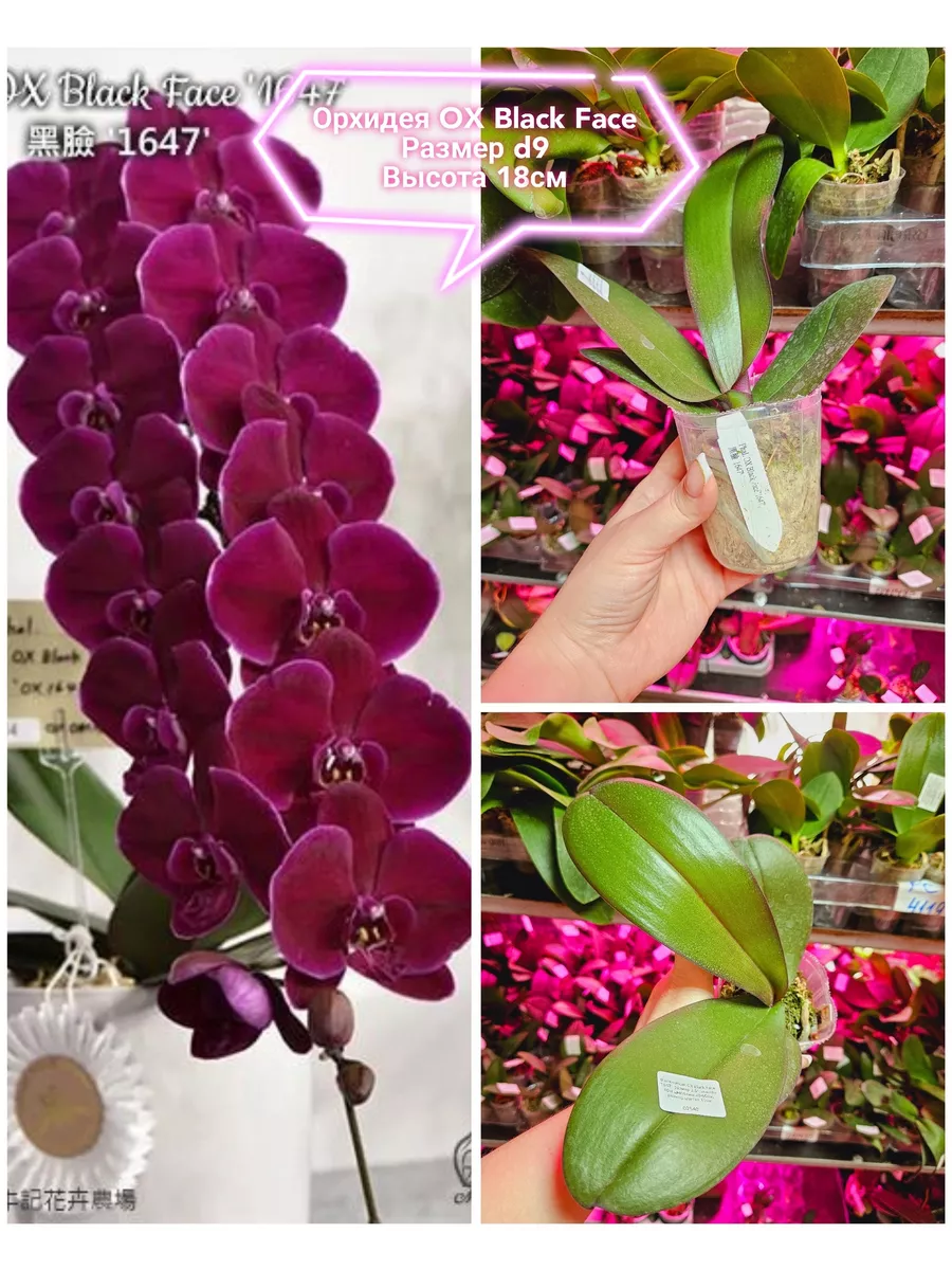 Анальды жыныстық қатынасқа түскен балериналардың суреттері