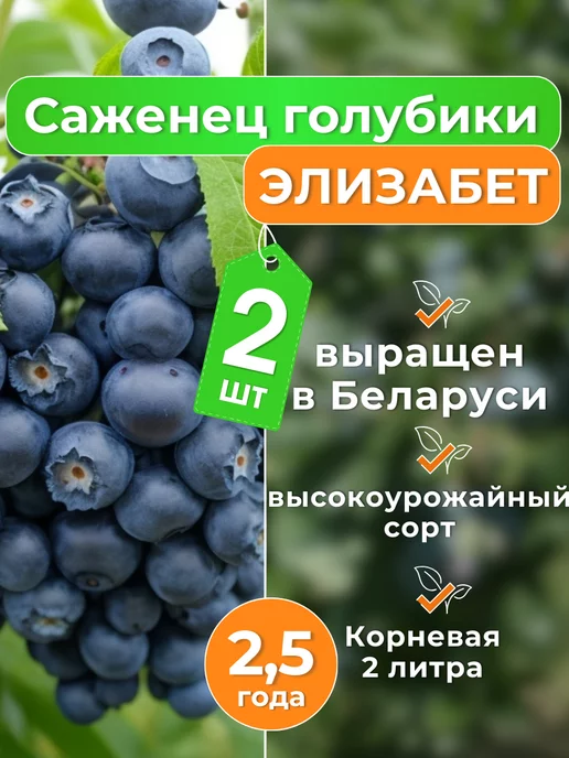 Куст голубики садовый Саженец голубики морозостойкой Элизабет 2,5 года 2 шт