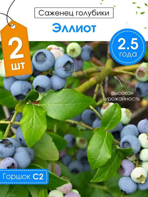 Саженцы плодовых кустарников Саженец голубики морозостойкой Эллиот 2,5 года 2 шт