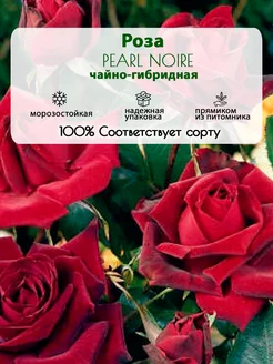 Роза Pearl Noire чайно-гибридная горшок С3