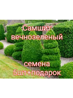 Самшит вечнозелёный, семена