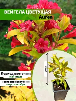 Вейгела цветущая Aurea горшок Р9 20см