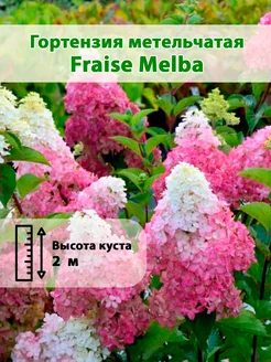 Гортензия метельчатая Fraise Melba горшок Р9 20см