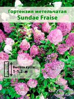 Гортензия метельчатая Sundae Fraise горшок Р9 50-70см