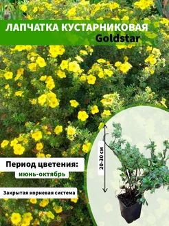 Лапчатка кустарниковая Goldstar горшок Р9 20-30см