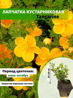 Лапчатка кустарниковая Tangarine горшок Р9 10-20см