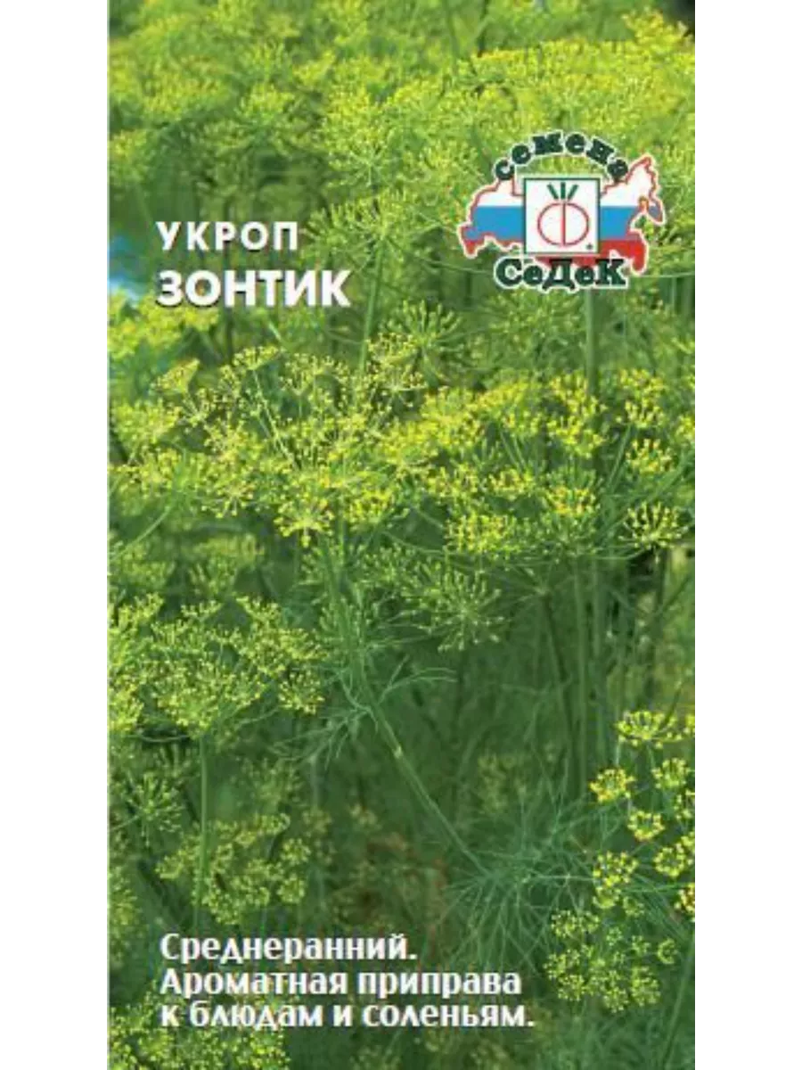 Фенхель зонтичные. Укроп “зонтик” седек. Хороший укроп на зонтики. Зонтики укропа в саду. Укроп зонтик.