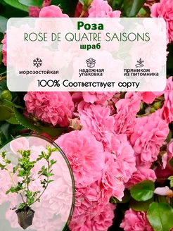 Роза шраб Rose de Quatre Saisons горшок Р9 30-40см