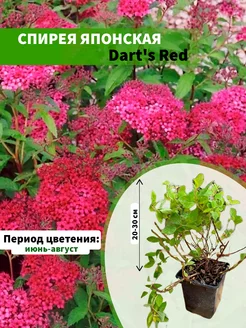 Спирея японская Dart's Red горшок Р9 20-30см