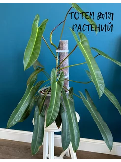 Тотем для растений