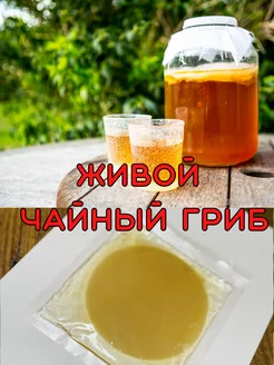 Живой чайный гриб