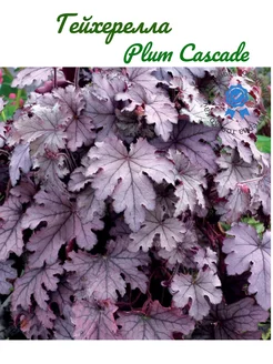 Гейхерелла Plum Cascade ( Плам Каскад) саженец (3) Цветочный склад 232637093 купить за 321 ₽ в интернет-магазине Wildberries