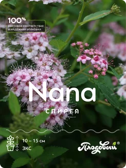 Спирея японская Нана (Nana) саженец Питомник растений "Плодовый" 232660064 купить за 801 ₽ в интернет-магазине Wildberries