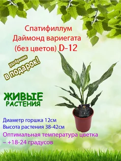 Спатифиллум Даймонд вариегата (без цветов) D-12 Это наш сад 232679969 купить за 2 033 ₽ в интернет-магазине Wildberries