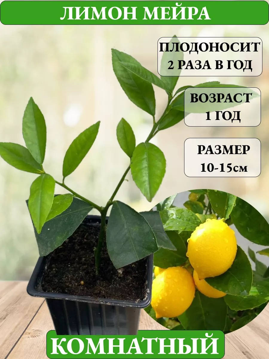 Купить Саженцы Лимона