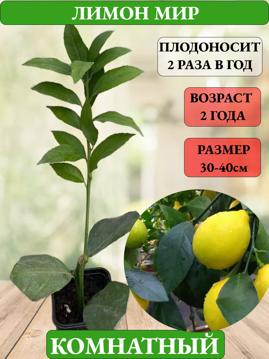 Купить Саженцы Лимона