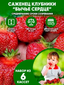 Рассада клубники Бычье сердце Клубничка 232833307 купить за 251 ₽ в интернет-магазине Wildberries