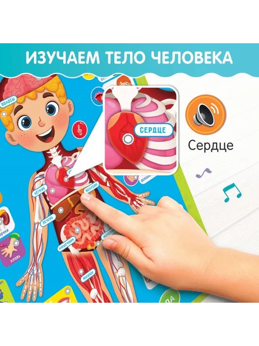 ZABIAKA Плакат для детей "Изучаем анатомию Моё тело", вариант, фото 4