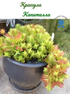 Крассула Капителла 232919882 купить за 471 ₽ в интернет-магазине Wildberries