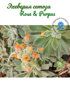 Эхеверия сетоза Rose & Purpus 232956739 купить за 420 ₽ в интернет-магазине Wildberries