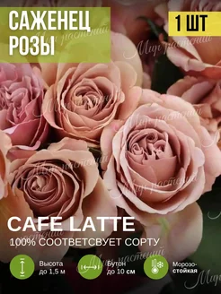 Саженец розы Cafe Latte Мир растений 233095575 купить за 321 ₽ в интернет-магазине Wildberries