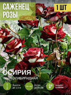 Саженцы цветы Роза Осирия Мир растений 233095577 купить за 306 ₽ в интернет-магазине Wildberries