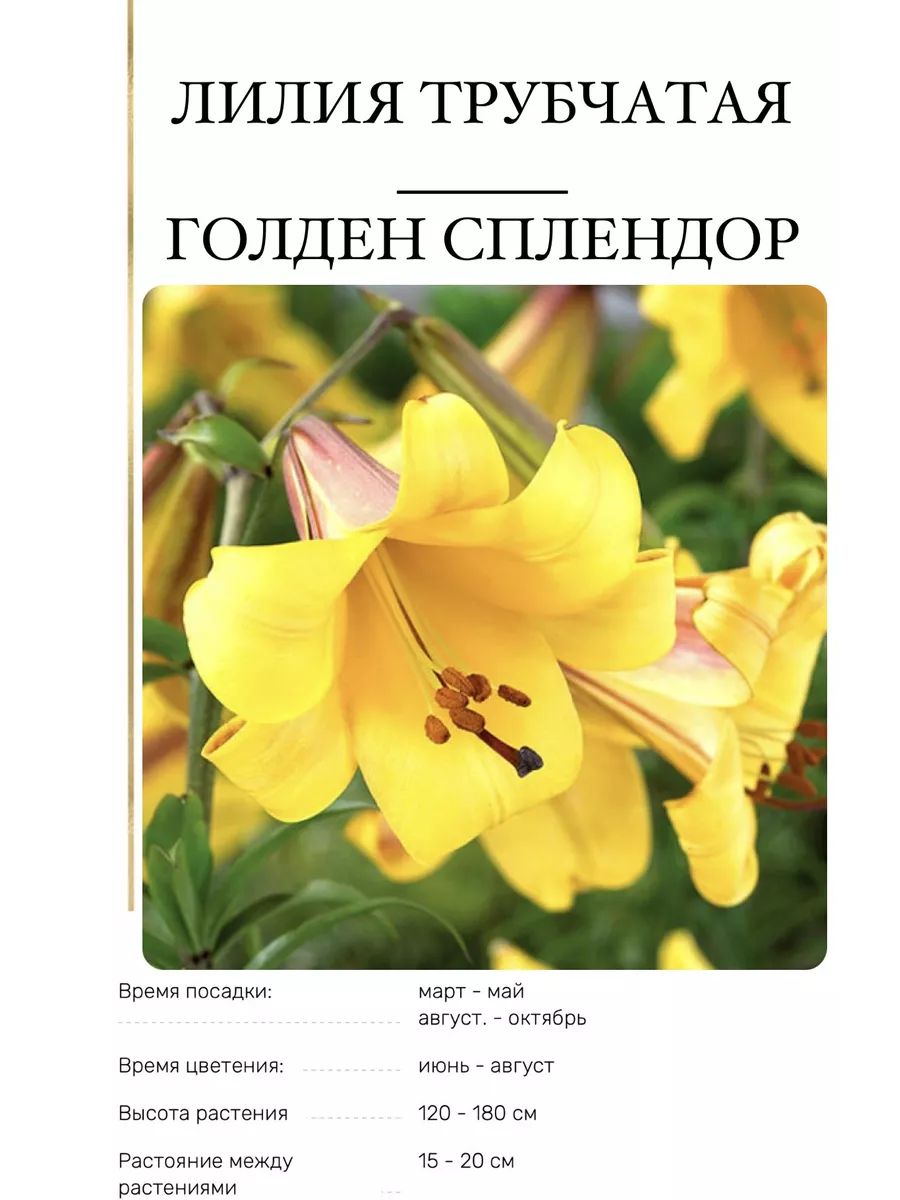 Лилия луковицы многолетние цветы