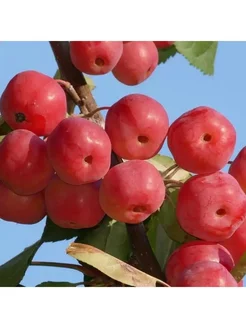 Семена Яблоня Ягодная Манчжурская (Malus baccata) 3шт. EKZO.TERRA 233239695 купить за 338 ₽ в интернет-магазине Wildberries