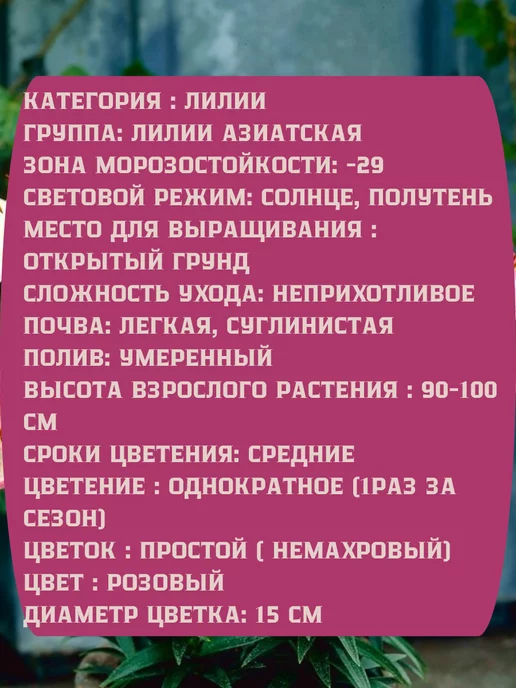 Царь сад Лилия мартагон Лилия азиатская Лилия восточная, 2 шт, фото 2