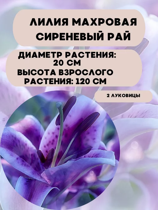 Царь сад Лилия махровая Сиреневый Рай, фиолетовый