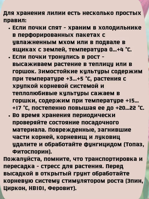 Царь сад Лилия махровая Сиреневый Рай, фиолетовый, фото 4
