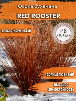 Осока буханана Red Rooster Садовые Растения 233289340 купить за 267 ₽ в интернет-магазине Wildberries